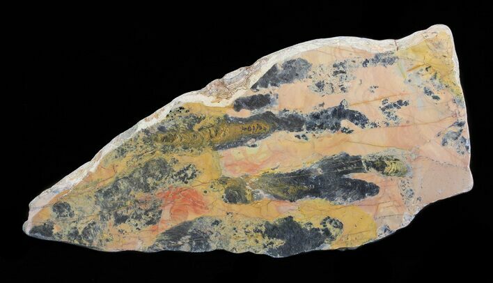 Polished, Paleoproterozoic Stromatolite - Australia (Reduced) #65505